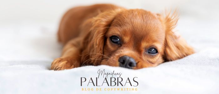 Cachorro spaniel de color marrón tumbado sobre una manta blanca